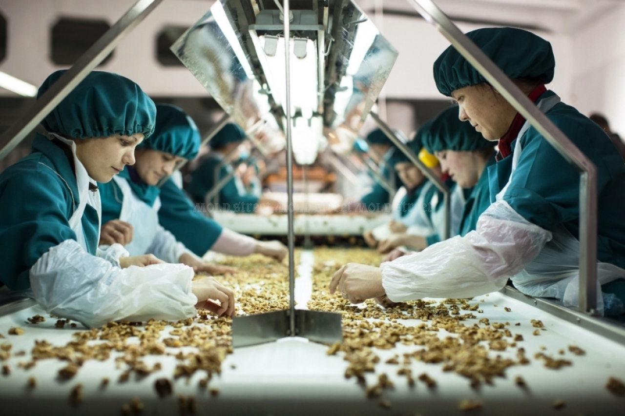 Moldovan walnuts crack under pressure: Exports plunge 32%