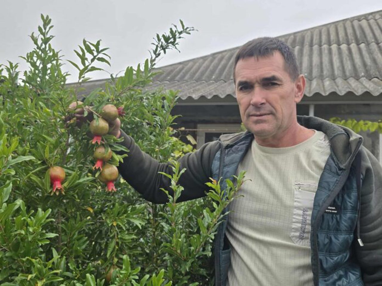 Exotic fruits grown on an 11-are plot in Drochia
