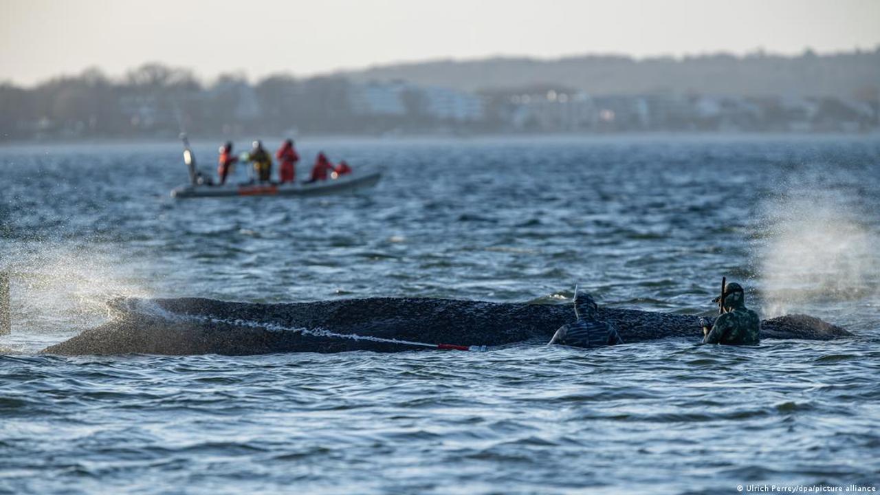 Miracle needed as changing weather patterns hamper German whale rescue