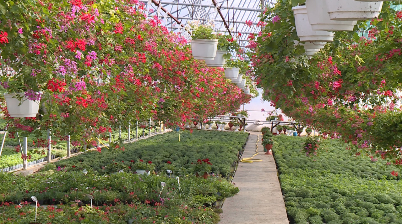 Sere europene, la Bardar: a revenit de peste hotare și și-a deschis o afacere cu flori 