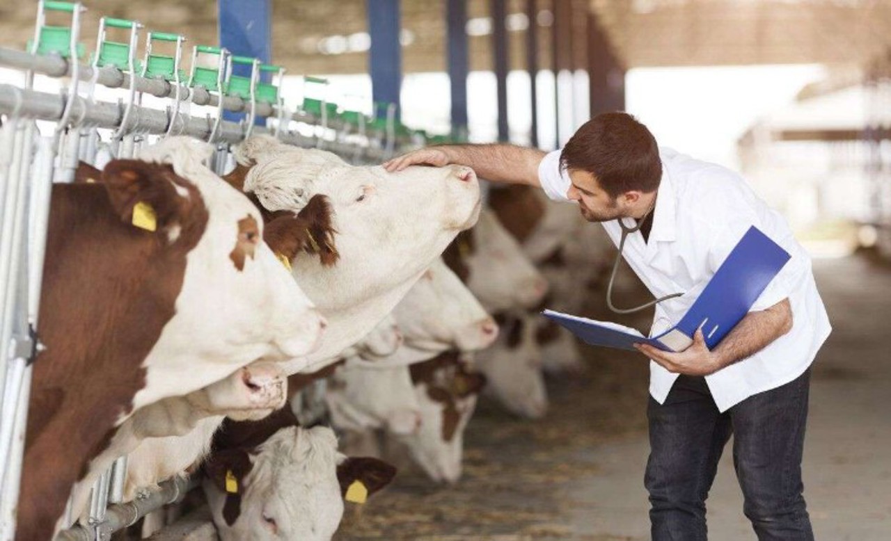 Tinerii specialiști din domeniul medicinei veterinare, atrași de subvențiile oferite de stat pentru angajarea în raioane