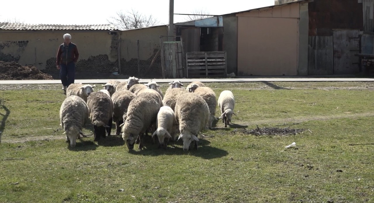 Carnea de miel, la mare căutare pentru masa de Paște. Oferta e mai mică în acest an, spun comercianții 