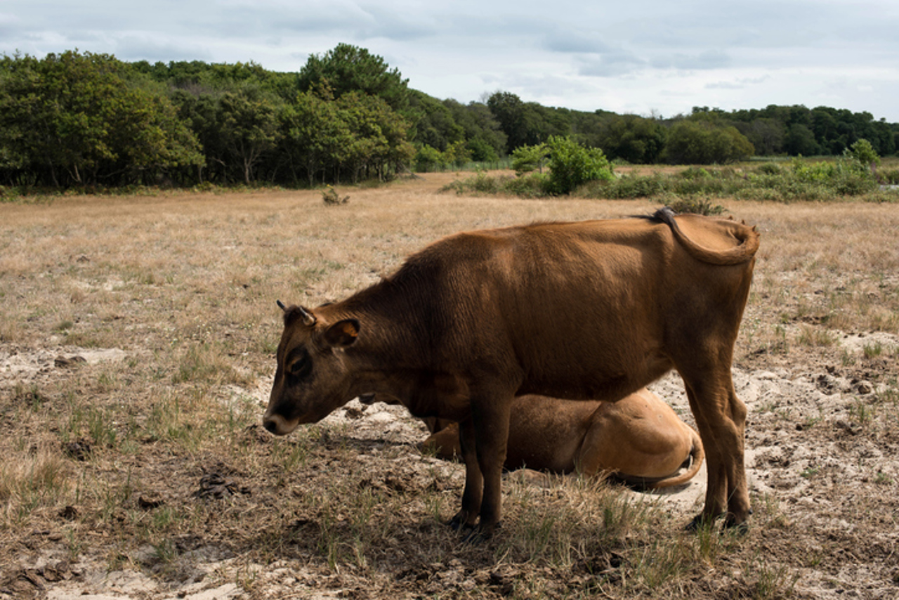 Severe EU drought forces early use of winter feed