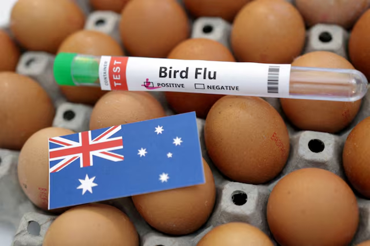 Risc de răspândire a virusului H5N1 în Australia: Zeci de păsări marine găsite moarte în regiunea de sud a țării