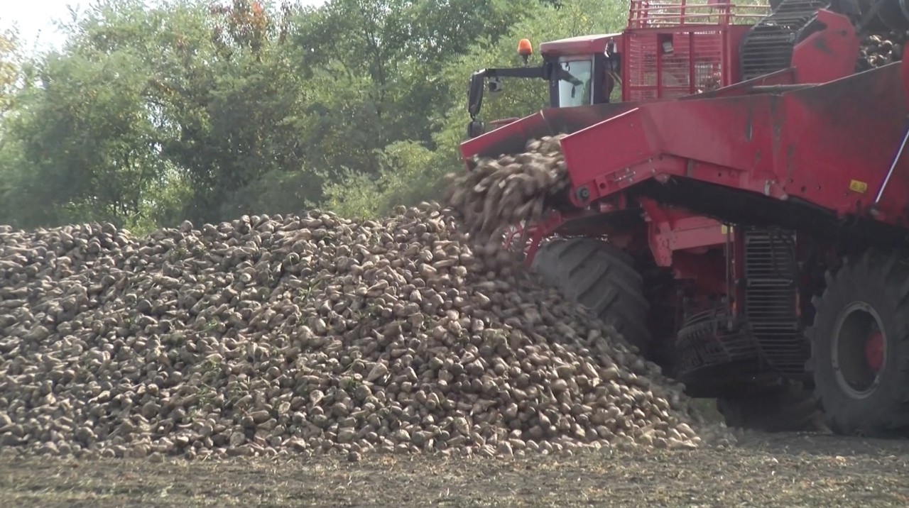 Recoltă bună de sfeclă de zahăr în acest an, spun agricultorii din nordul țării, care estimează până la 45 de tone la hectar  