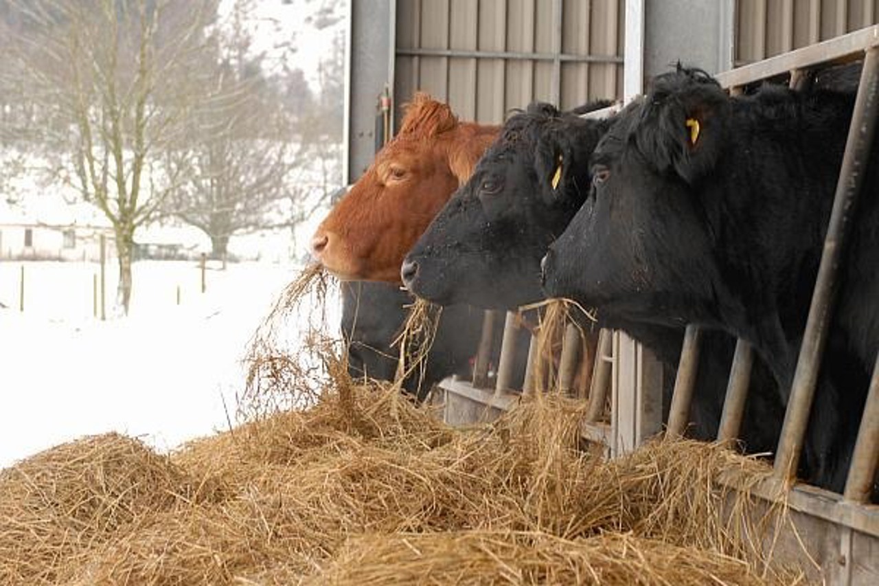 Rabie confirmată la o bovină: Sipoteni, sub carantină pentru 30 de zile