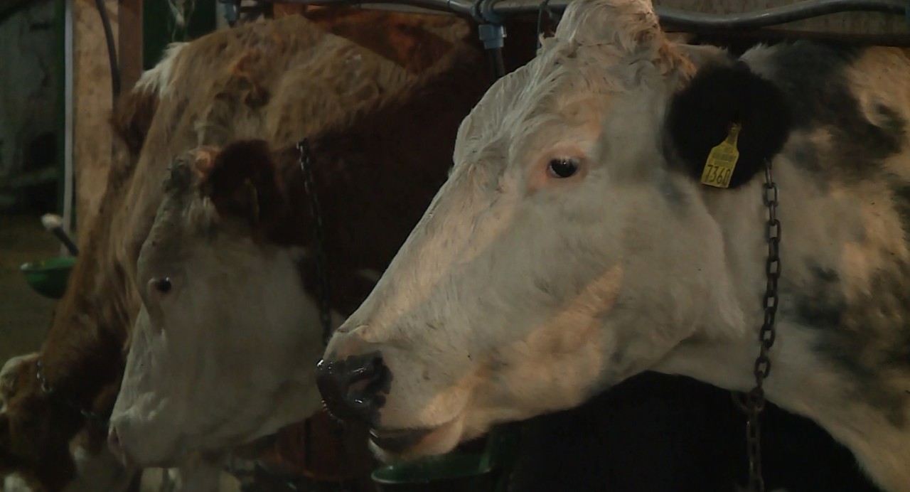 De peste hotare, acasă la fermă | Afacerea cu care se mândrește un tânăr din Văsieni  