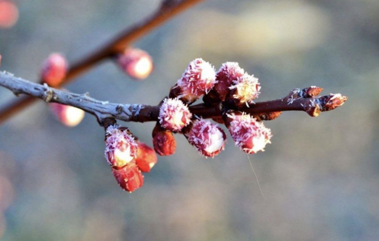 Avertizare meteorologică: Înghețuri pe arii extinse în perioada 13-14 aprilie