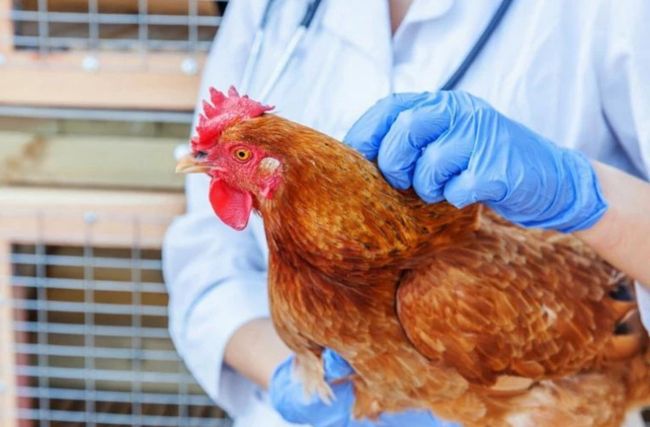 Focar de gripă aviară în raionul Soroca. Zeci de păsări au fost sacrificate