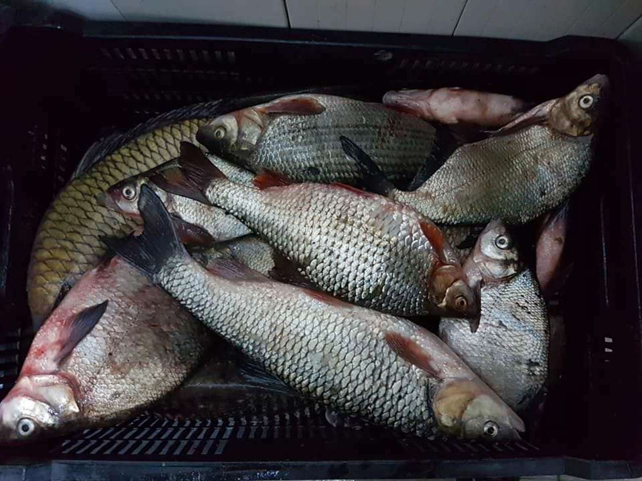 Nouă cazuri de pescuit ilegal pe Nistru: Prejudicii de peste 36.000 de lei