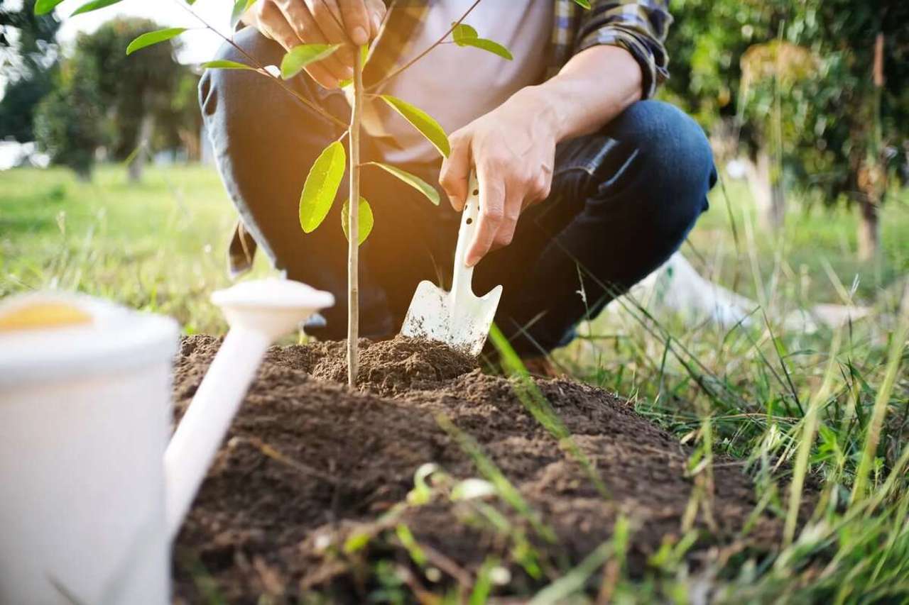 National afforestation campaign started in the Republic of Moldova