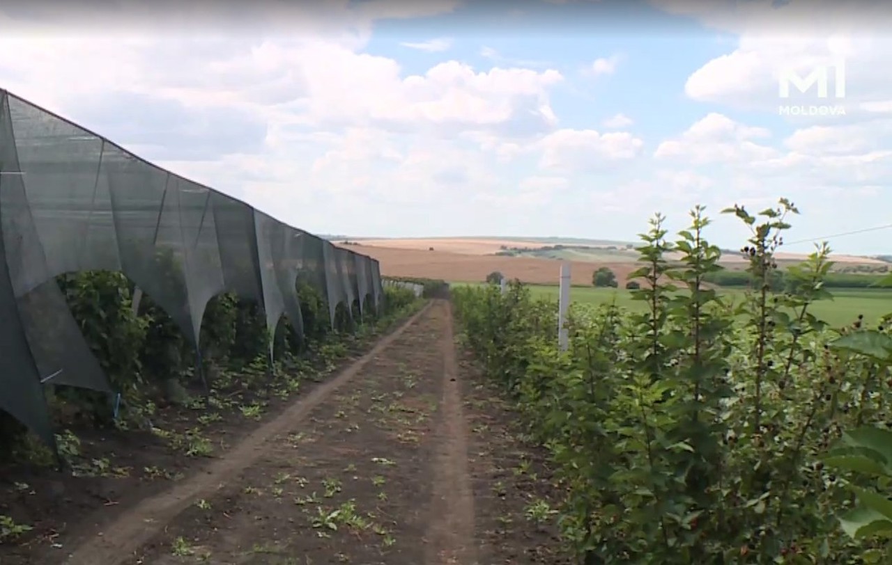 O familie revenită din străinătate cultivă mure, zmeură și alun în nordul R. Moldova