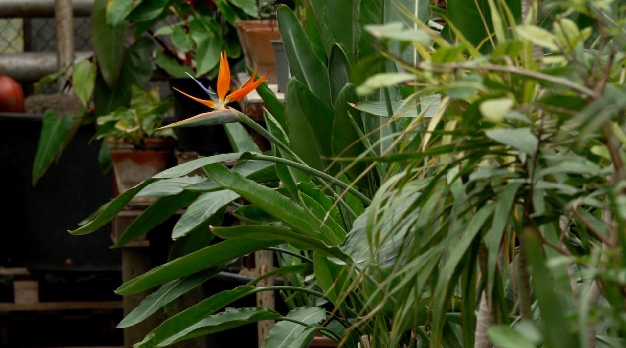 Grădina Botanică, întinsă pe 104 hectare, adăpostește colecții impresionante de plante, inclusiv specii care au devenit tot mai rare 