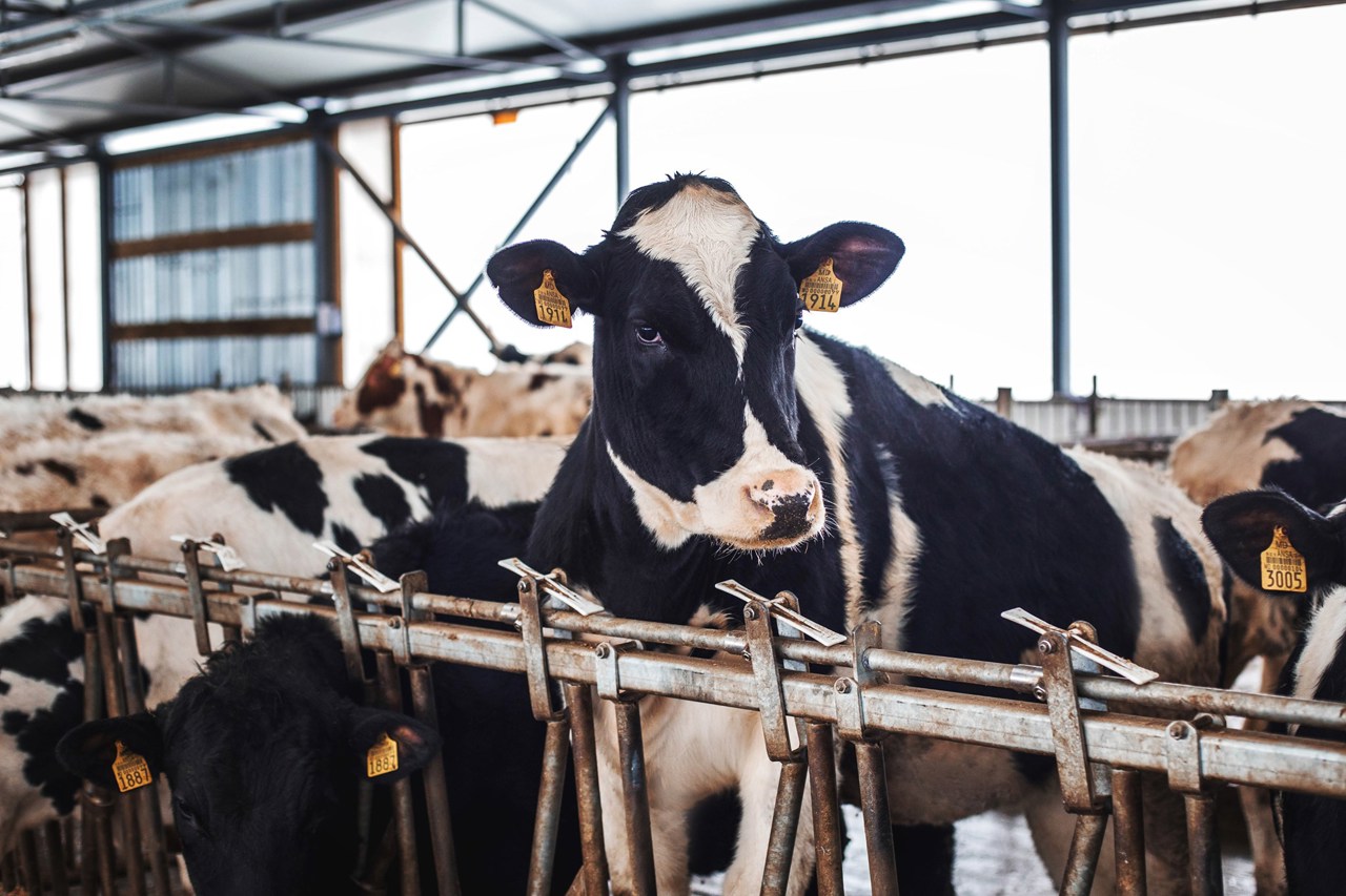 From 200 to 1,000 cows: How one Moldovan farm is becoming a European competitor