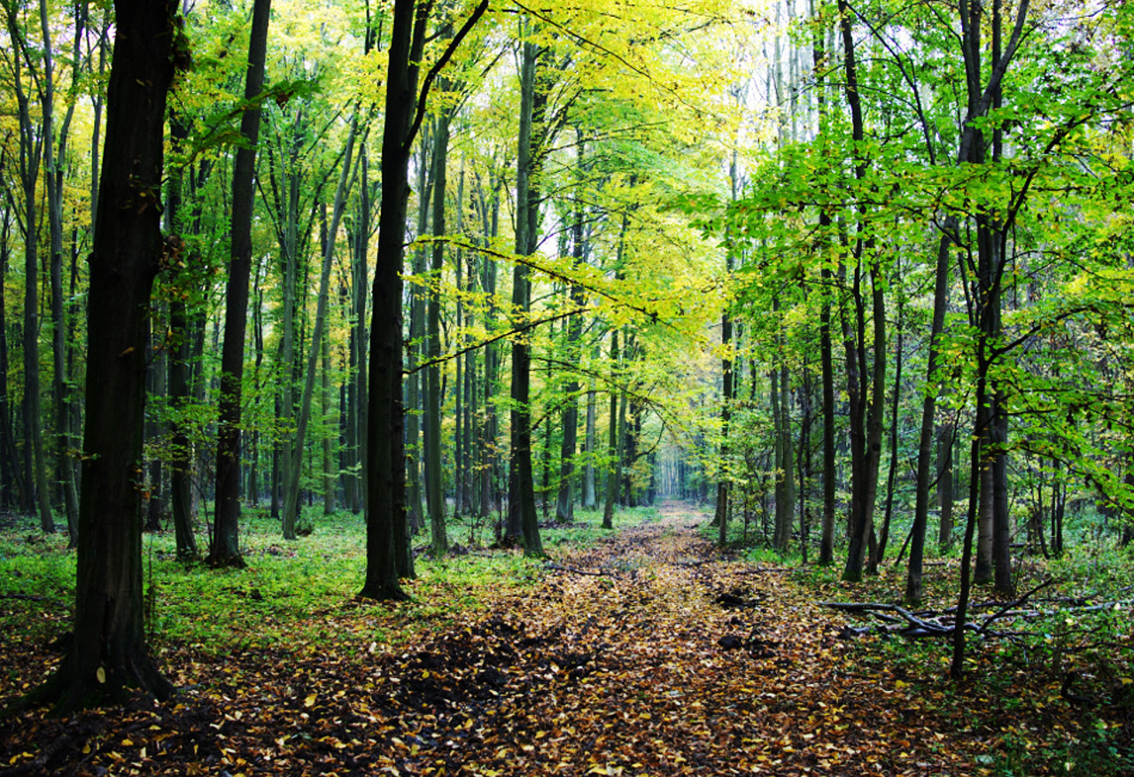 The Republic of Moldova borrows 200 million euros for the expansion and rehabilitation of forests