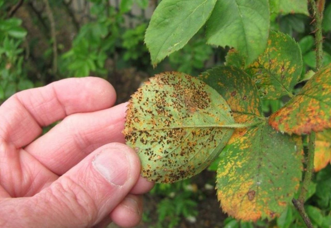 Fallen fruit: Why rotting apples pose a major pest risk