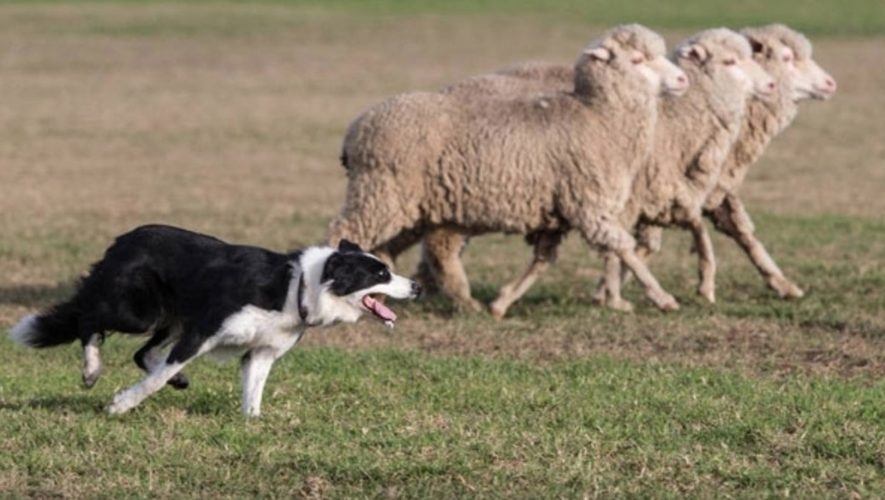 Un câine ucis în bătaie și 62 de animale moarte de foame și sete: Două persoane, amendate cu câte 25.000 de lei