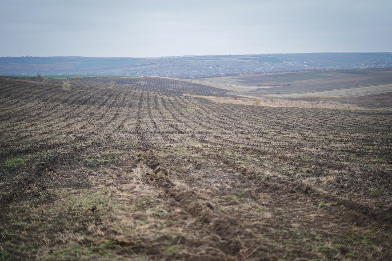 Terenurile pentru campania de împădurire sunt pregătite: angajații Guvernului vor planta 27 de hectare la Mihailovca