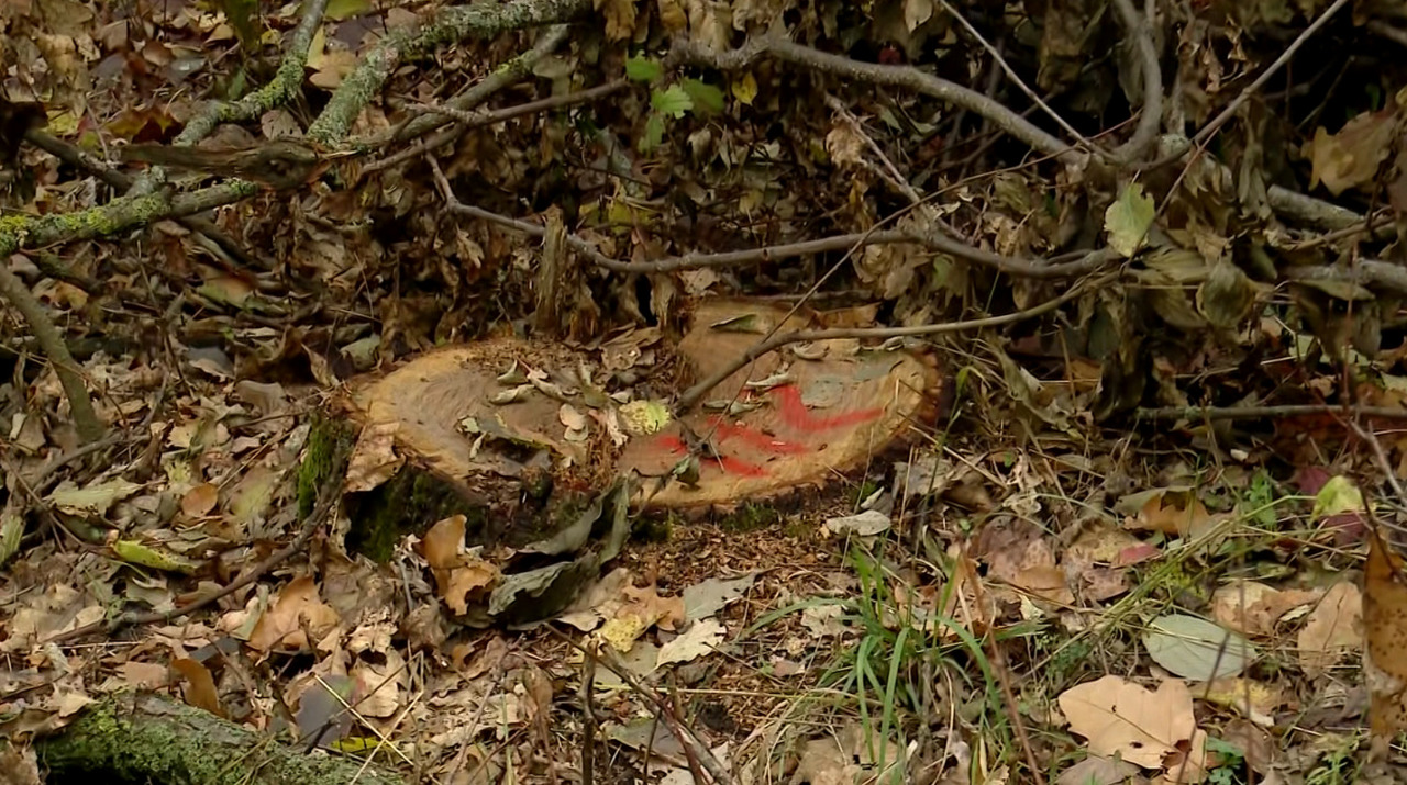Stejari și alți arbori, tăiați ilegal într-o pădure de lângă Chișinău. Pagube de peste un milion de lei