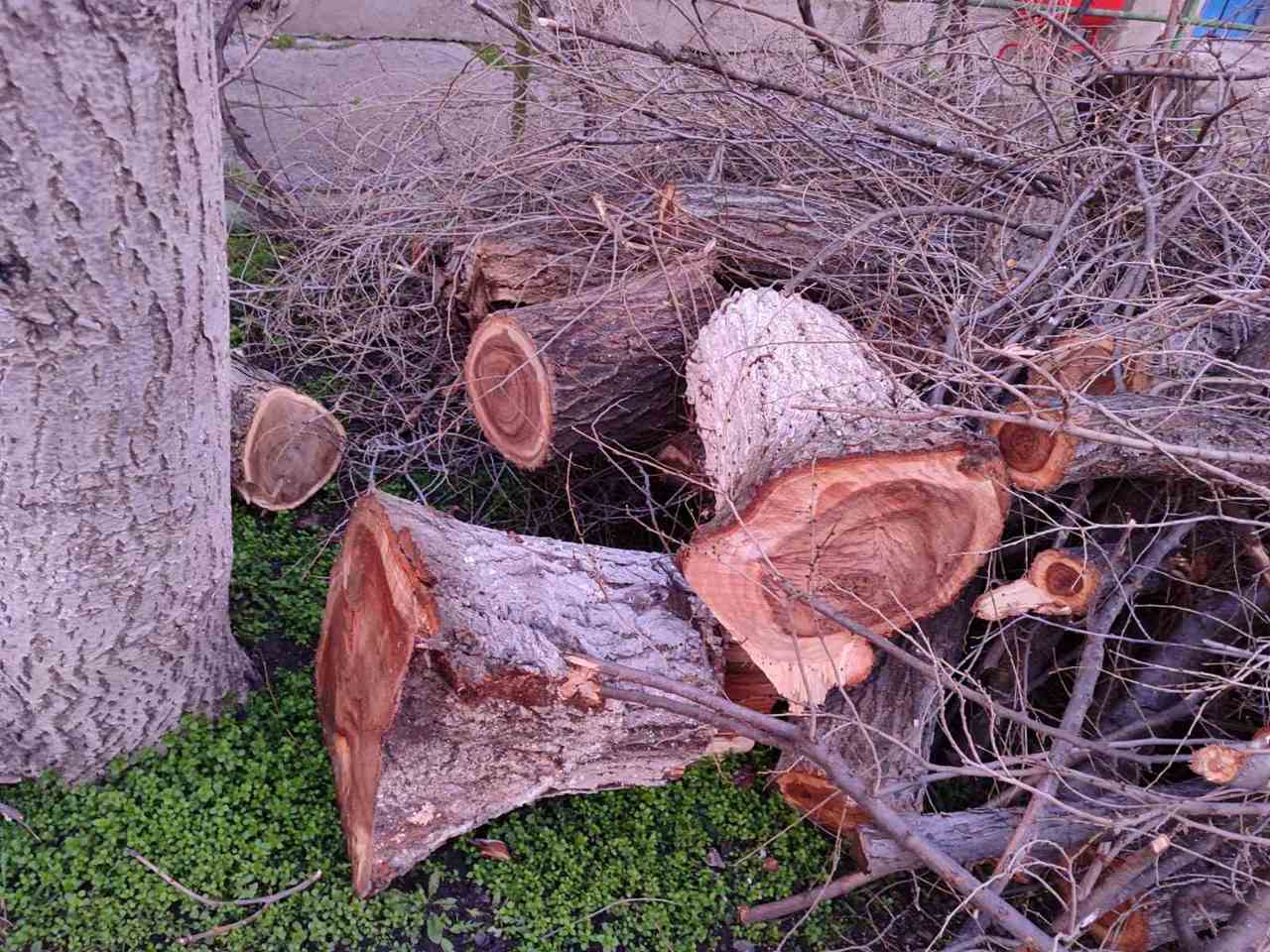 Arbori tăiați ilegal și amenzi usturătoare: bilanțul controalelor de mediu la Bălți