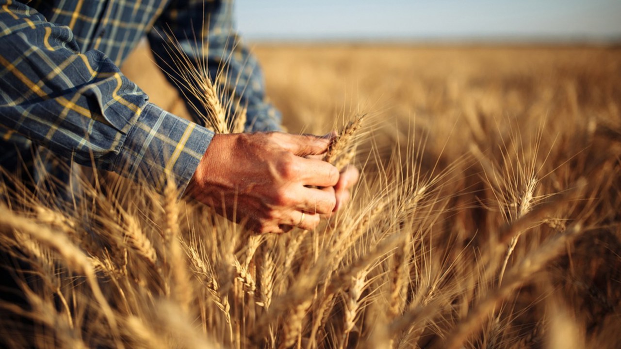 Agricultorii susțin că vor avea recoltă mică din cauza vremii  
