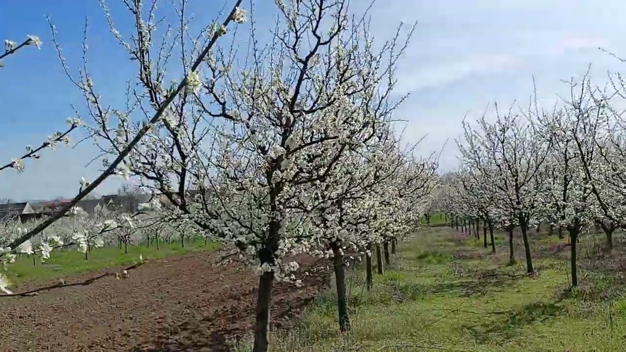 Protejarea de îngheț a pomilor înfloriți, provocare pentru agricultorii din țară 