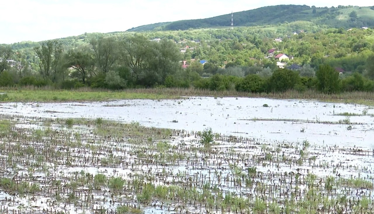 Pierderi imense în raionul Călărași, după ploile torențiale. Peste 70 la sută dintre agenții economici au fost afectați