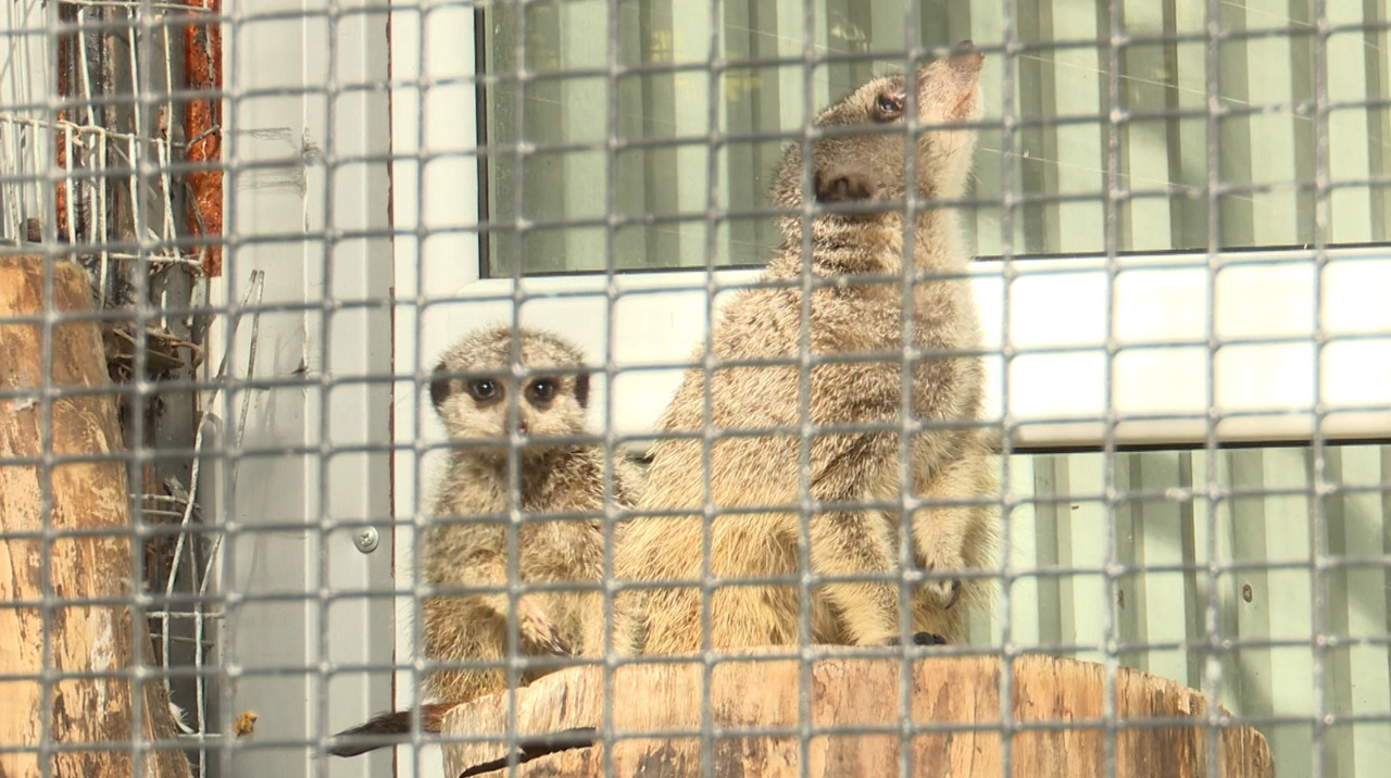 Autorizație de la Agenția de Mediu și fond de urgență: reguli noi pentru grădinile zoologice