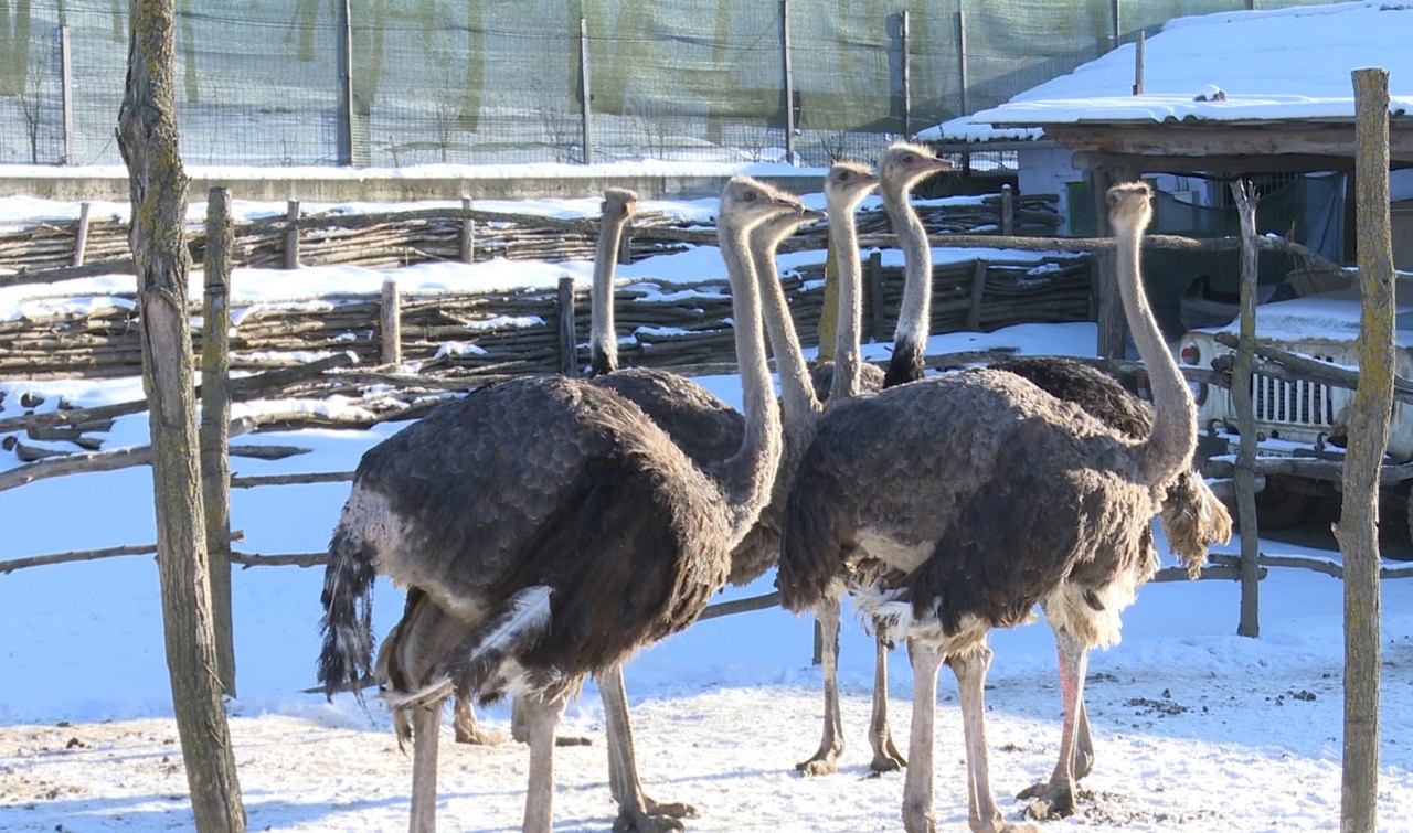 Struți crescuți la Lozova: „I-am îndrăgit, nu e greu”