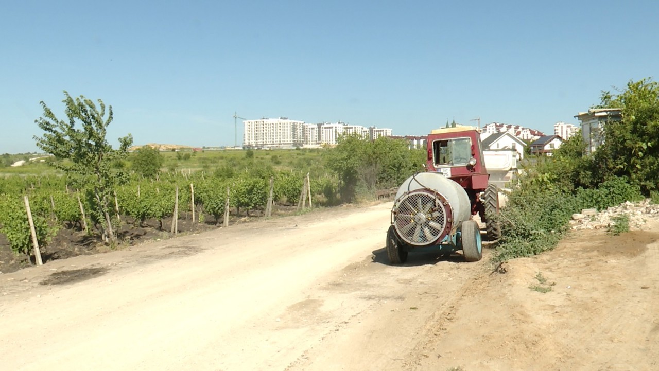 Praful de pe un drum aflat în reparație afectează calitatea strugurilor crescuți la Durlești, se plâng agricultorii 
