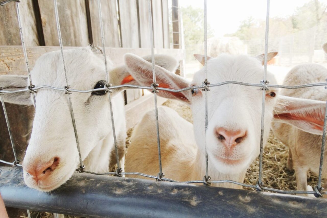 Cahul: Dragoste pentru animale și afaceri rurale. Cum au construit soții Țiganiuc o mini-fermă de succes