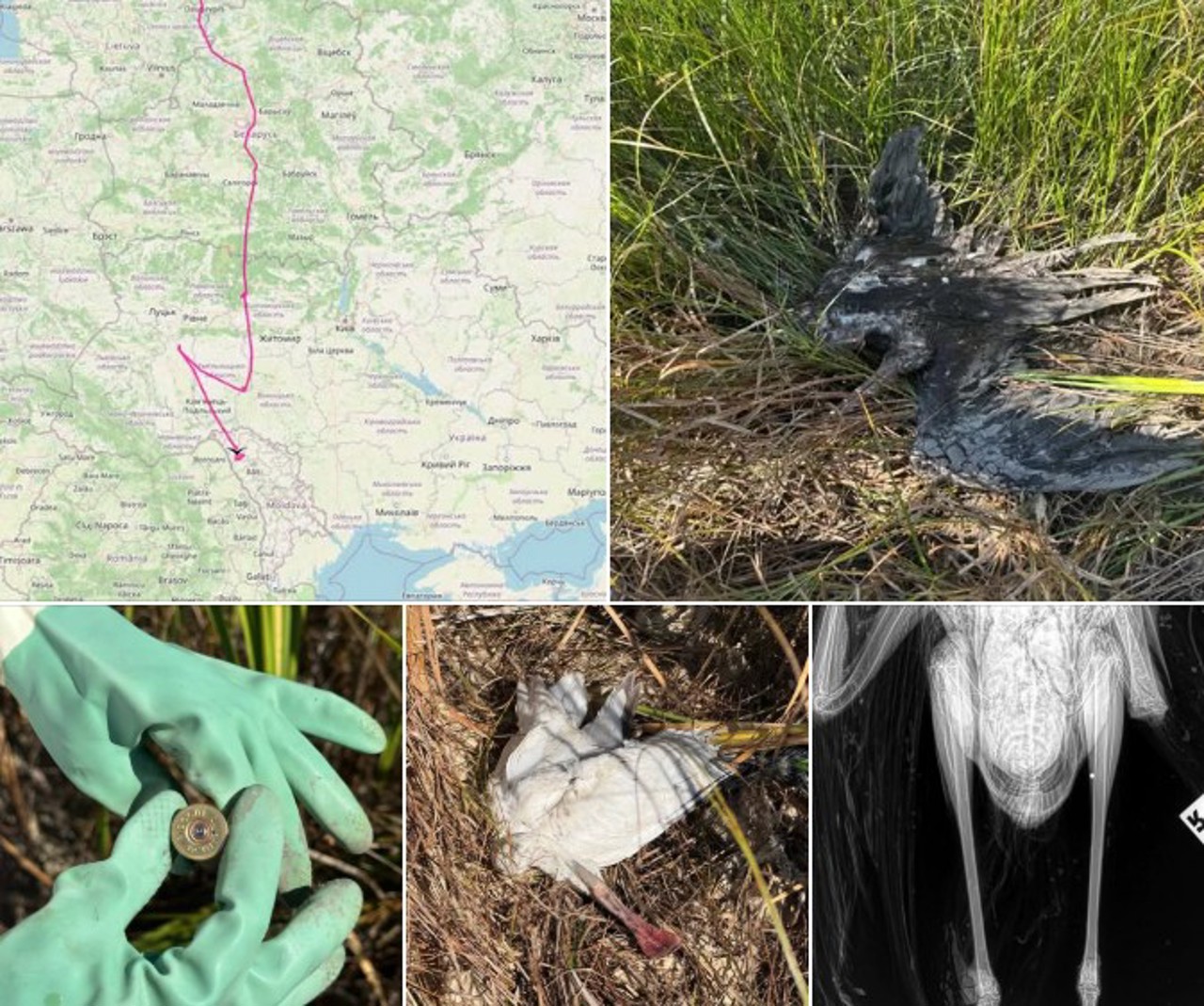 Ornitolog, după împușcarea unor păsări protejate la Râșcani: Vânătorii trebuie să recunoască toate speciile ce pot fi întâlnite în R. Moldova