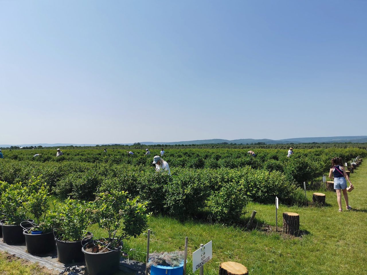 De la vis la 14 hectare de afine, aronie și cătină: Povestea de succes a familiei Toma din Buzduganii de Jos, Ungheni