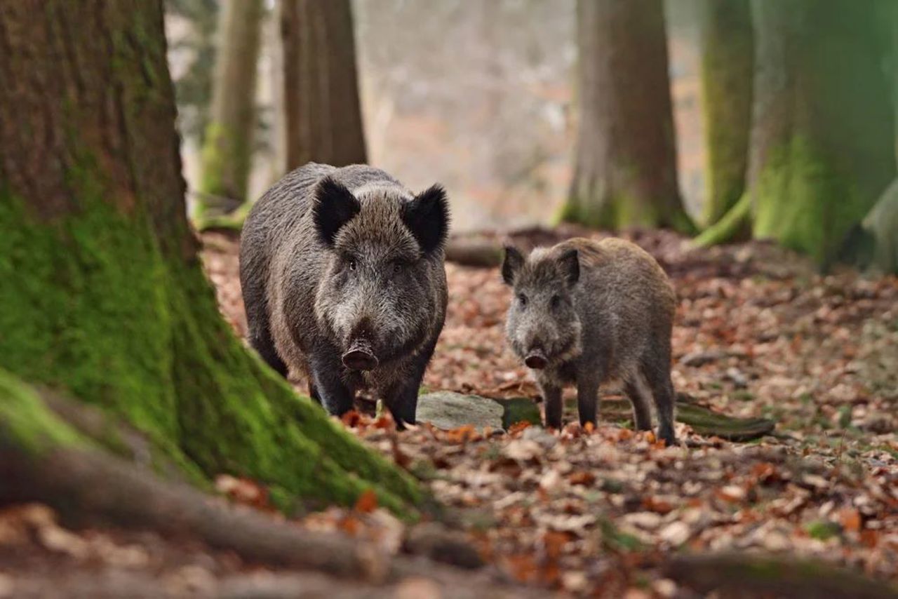 De la începutul lunii martie, au fost înregistrate patru cazuri de pestă porcină