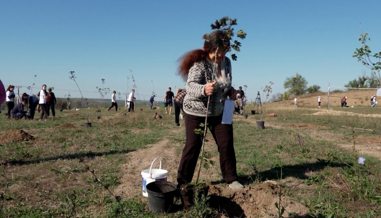 Spațiu verde la Socoleni: 100 de oameni au plantat peste 350 de arbori de diferite specii  