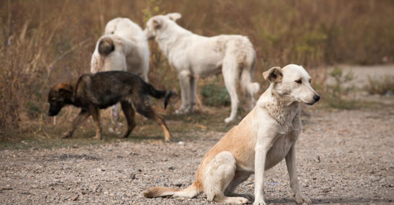 Animalele fără stăpân, pericol de răspândire a rabiei. Autoritățile, îndemnate să intervină