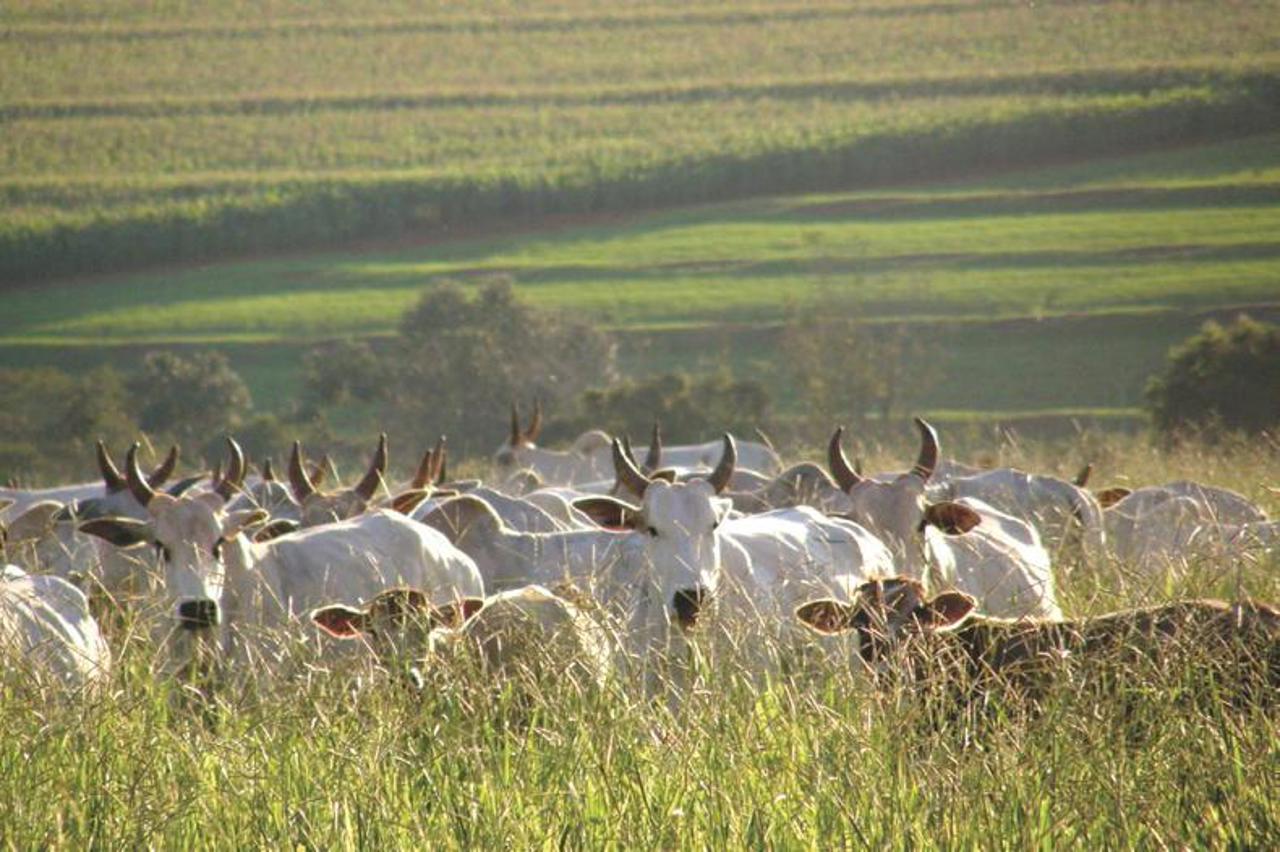 Corespondență Dan Alexe | Carne cu hormoni și cereale ieftine: UE și refuzul tratatului Mercosur