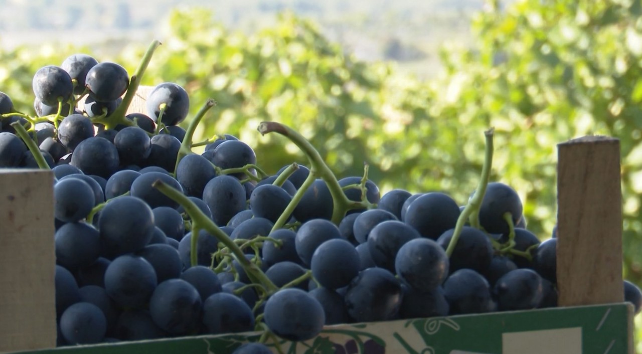 Viticultorii constată pierderi: Strugurii se vând la prețuri care nu acoperă cheltuielile  
