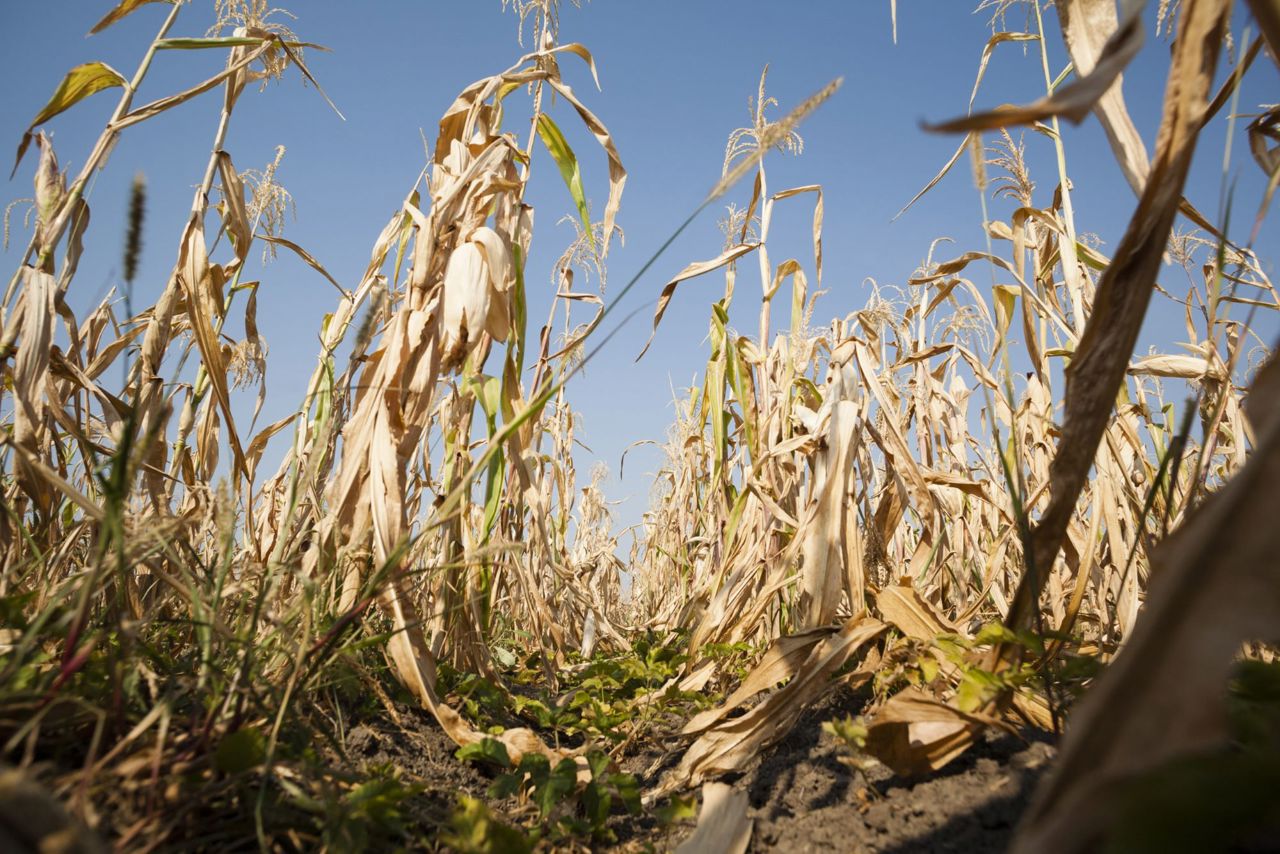 The Republic of Moldova asks for the help of the EU and international partners to support farmers