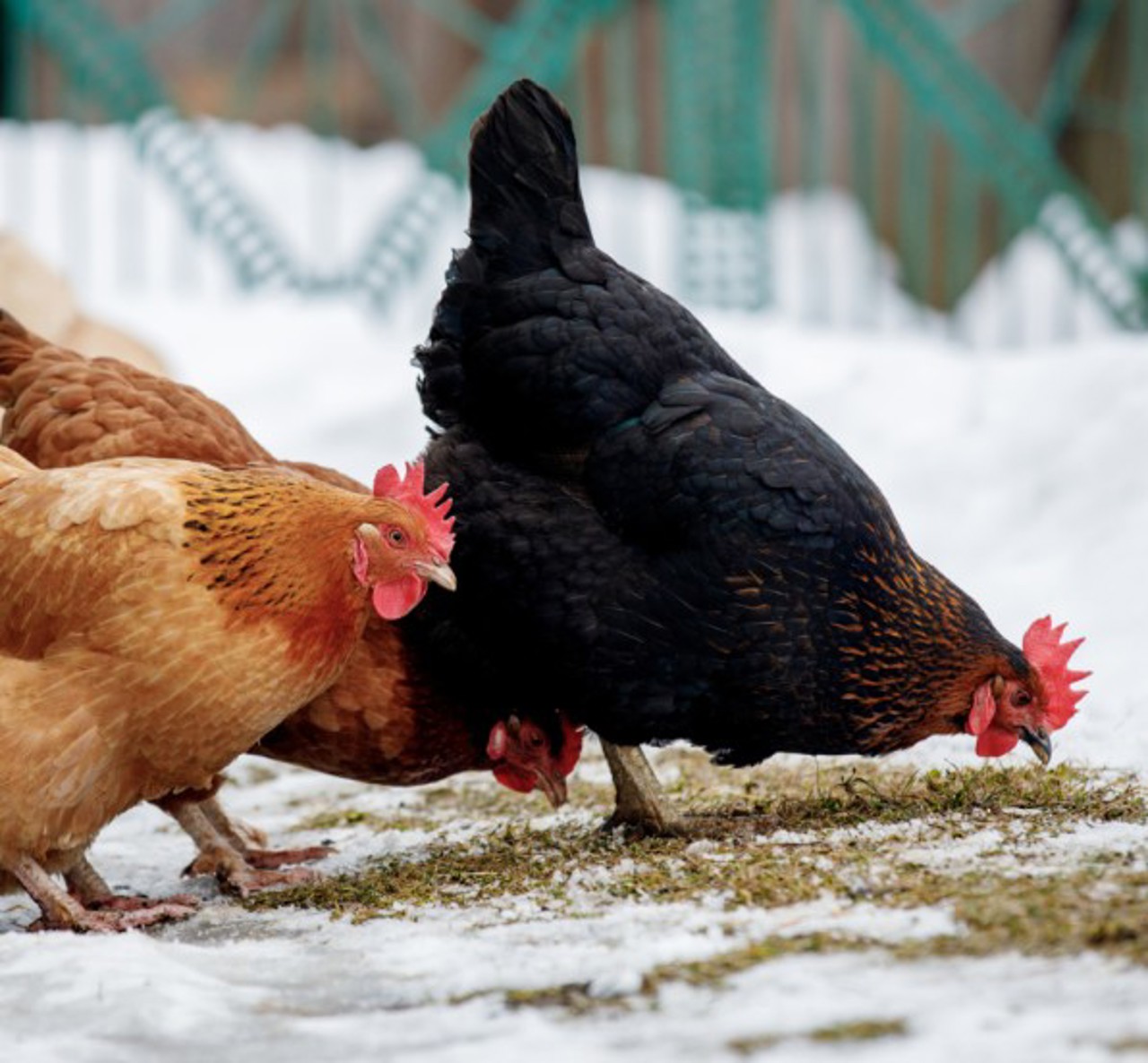 Reguli stabilite de ANSA: Cum poți vinde legal laptele, ouăle sau mierea direct din propria gospodărie