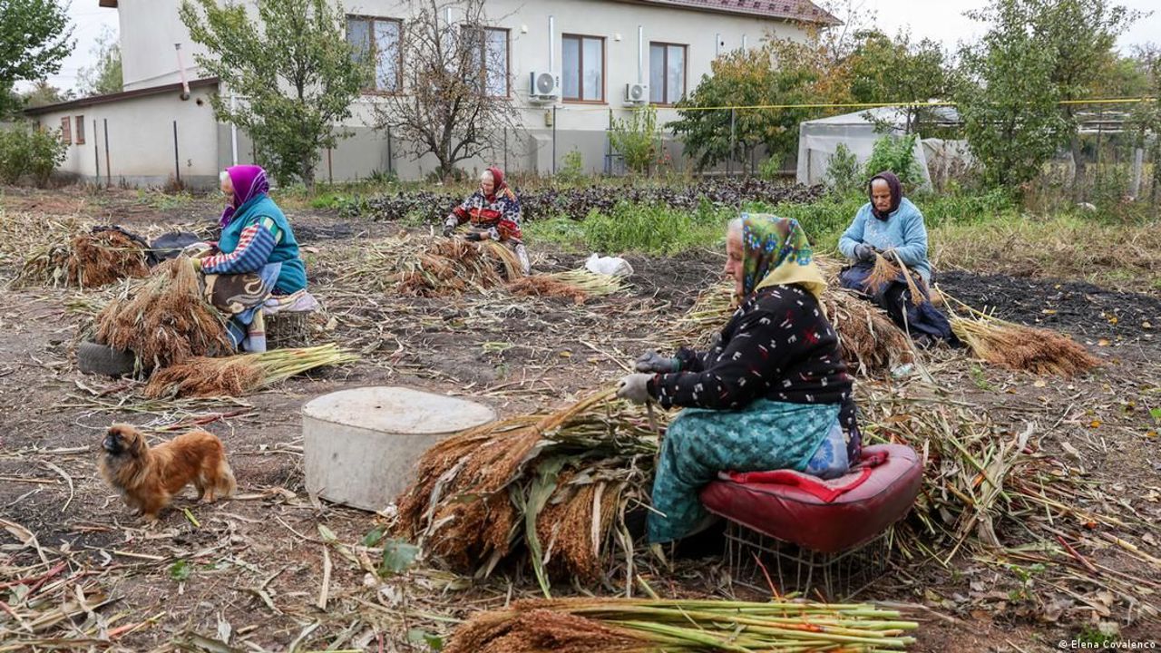 În nordul Moldovei, o meserie veche rezistă: măturile din mălai, făcute ca odinioară