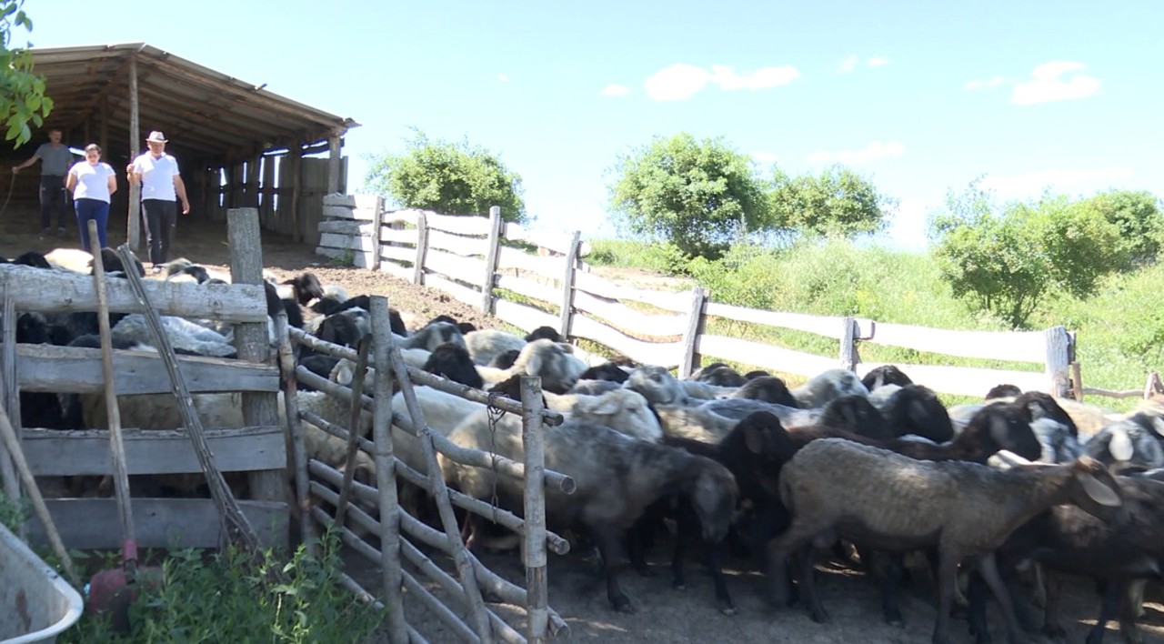 O familie din raionul Dondușeni dezvoltă o afacere bazată pe tradiție și multă muncă  