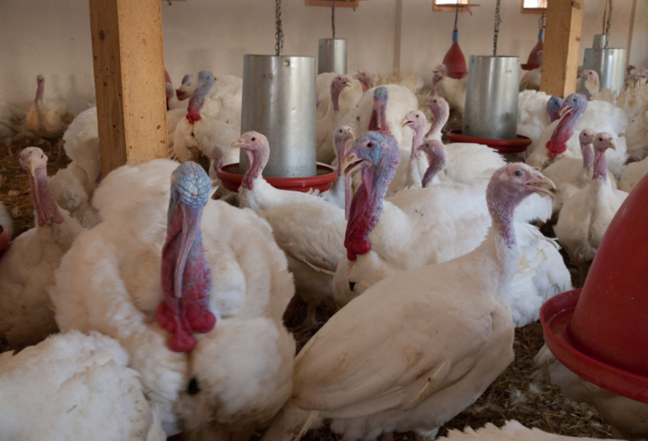 Pandemic-born business: The Valuța family prepares to export turkey meat