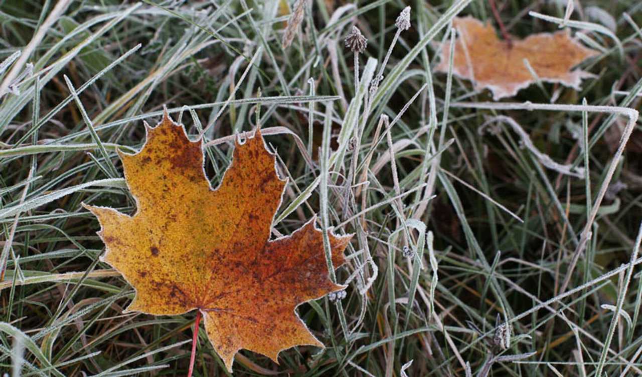 Yellow frost warning reported for weekend