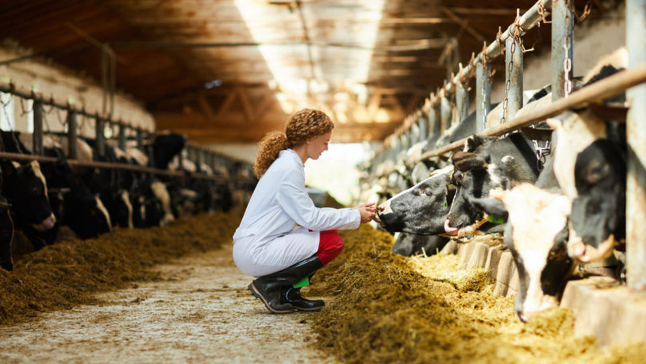 De câteva decenii, sectorul zootehnic din Republica Moldova înregistrează un declin. Planurile Ministerului Agriculturii de redresare a situației