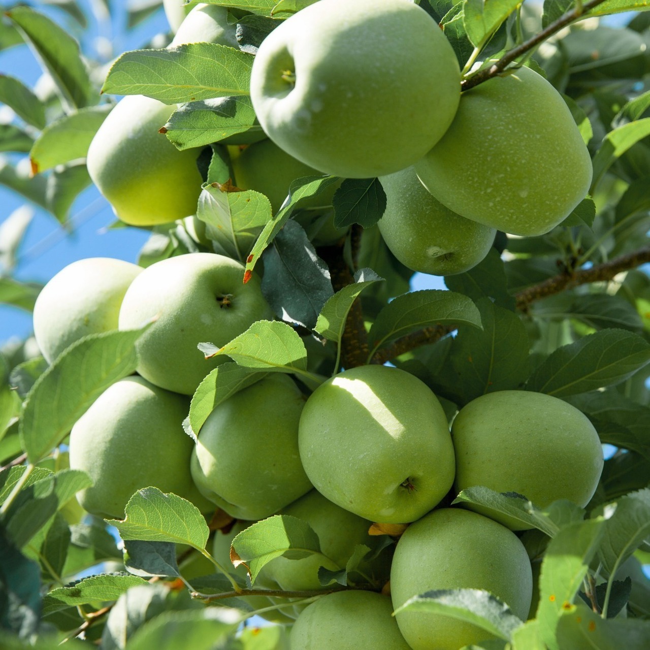Apple harvest in Moldova down, exports to fall in 2025