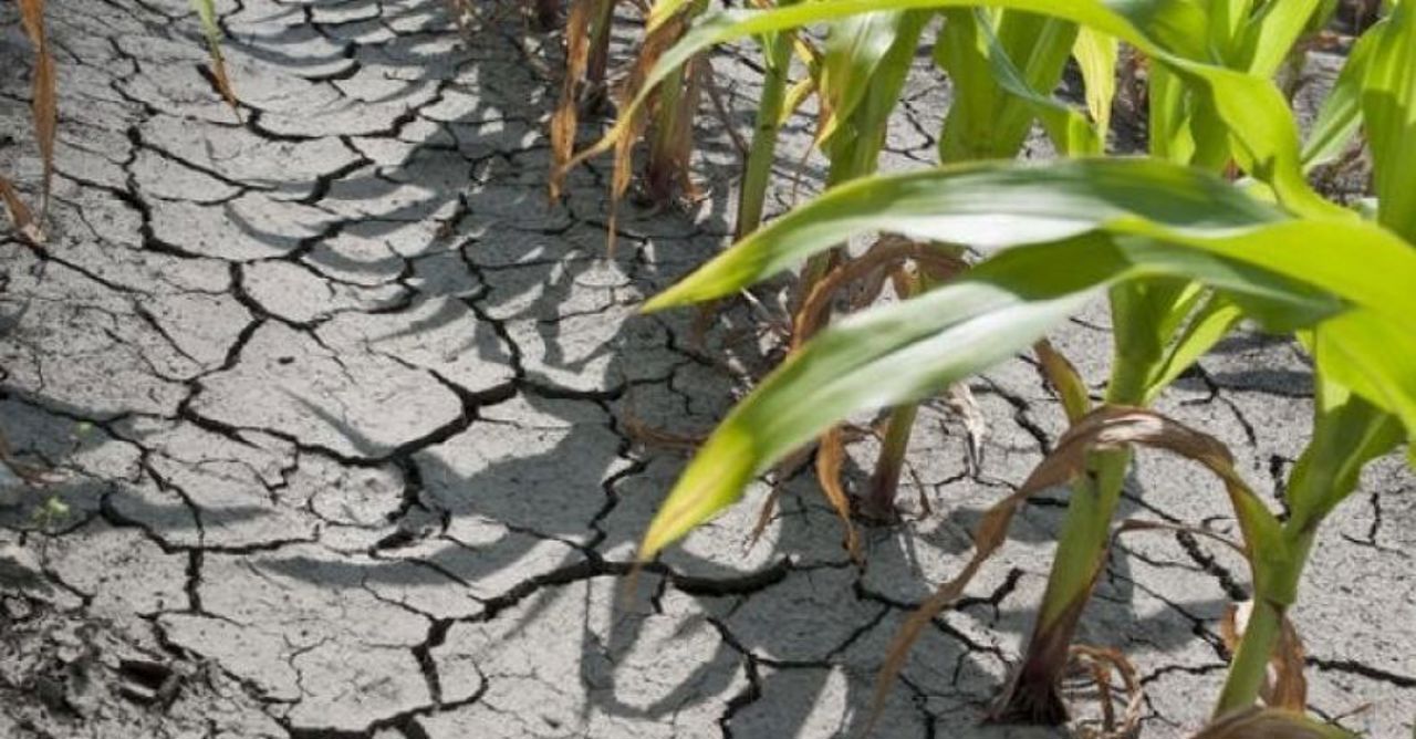 Criză agricolă în sudul țării: fermierii cer măsuri de urgență, autoritățile vorbesc despre un sprijin record oferit în ultimii ani