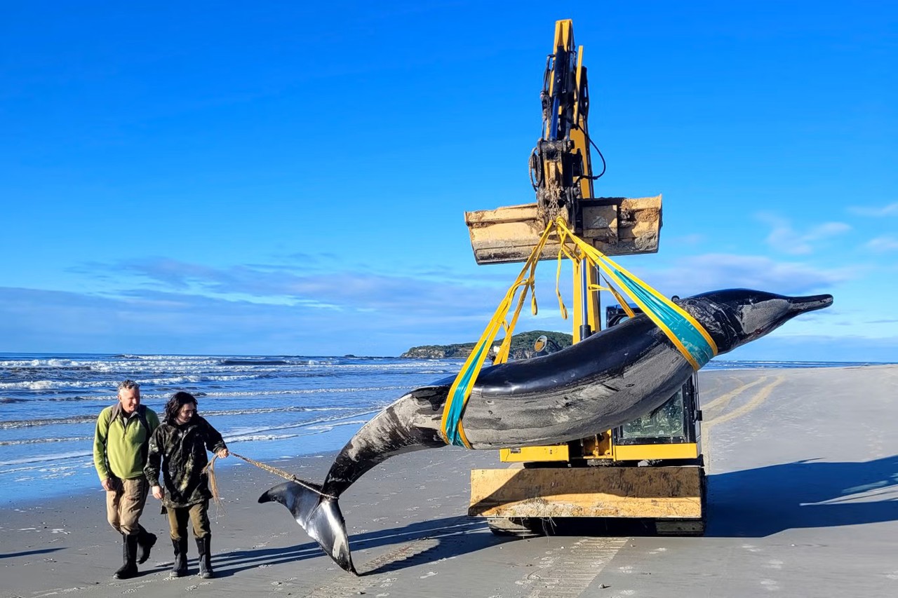 Rare Whale Discovery in NZ: A Scientific Goldmine