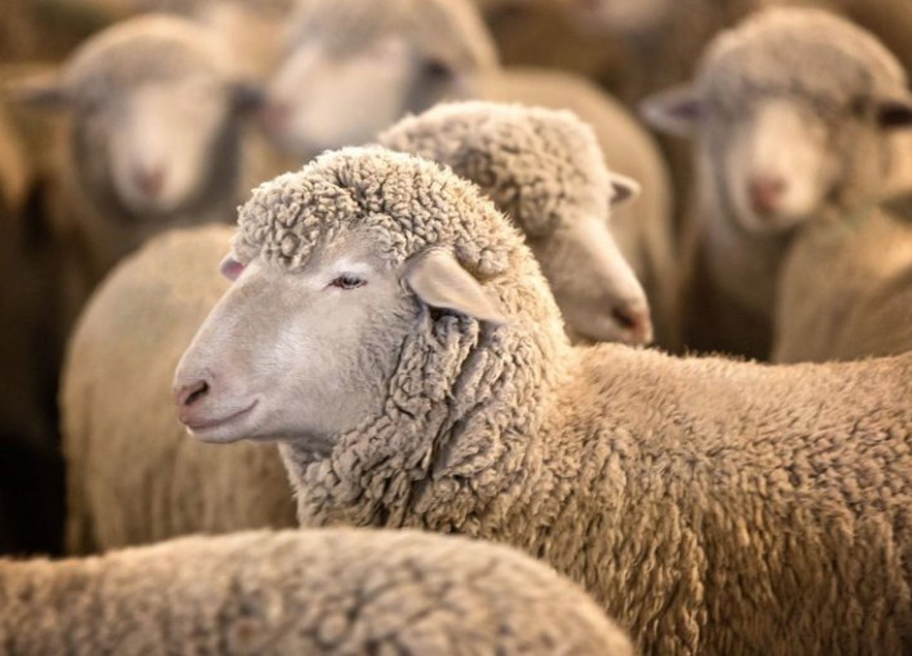 Rețeta unei afaceri de succes în agricultură: un tânăr crește oi aduse din Spania la Cimișlia