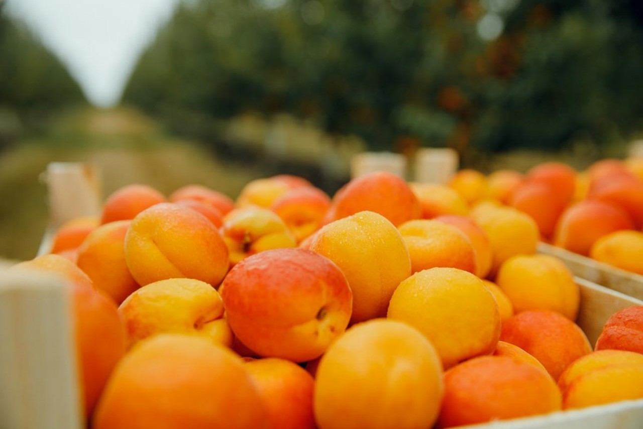 Export of apricots increased 4.5 times this year. Most of them ended up in Ukraine, Romania and Poland